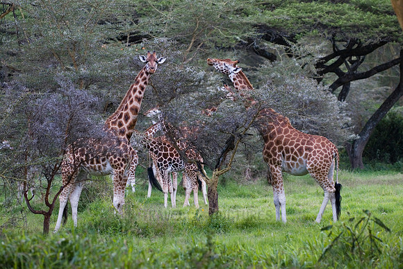 Rothschild giraffe, Giraffa camelopardalis rothschildi