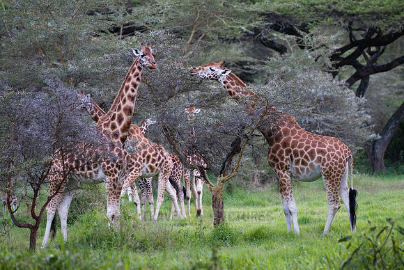 Rothschild giraffe, Giraffa camelopardalis rothschildi