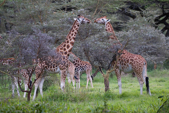 Rothschild giraffe, Giraffa camelopardalis rothschildi