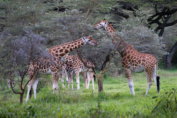 Rothschild giraffe, Giraffa camelopardalis rothschildi