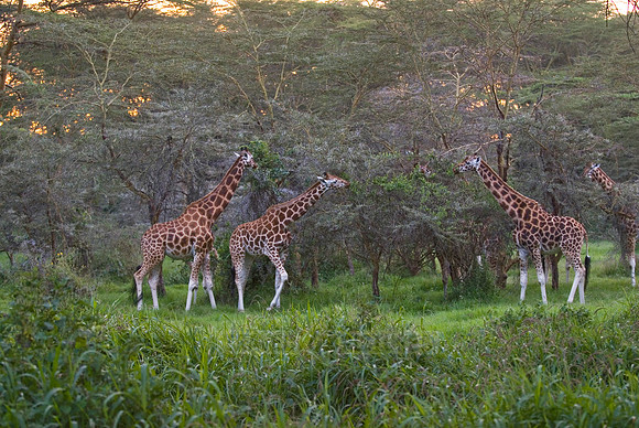 Rothschild giraffe, Giraffa camelopardalis rothschildi