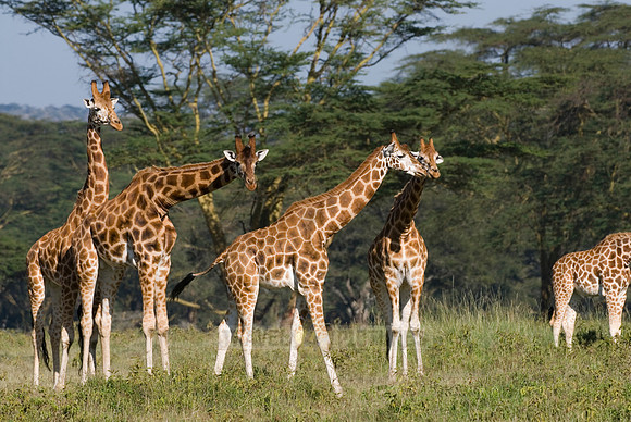Rothschild giraffe, Giraffa camelopardalis rothschildi