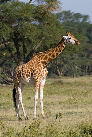 Rothschild giraffe, Giraffa camelopardalis rothschildi
