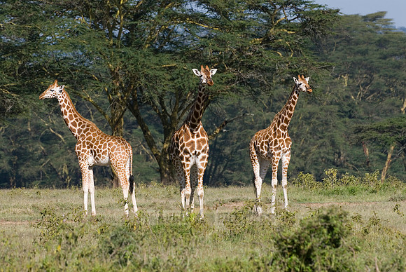 Rothschild giraffe, Giraffa camelopardalis rothschildi