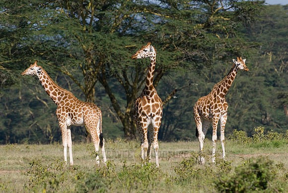 Rothschild giraffe, Giraffa camelopardalis rothschildi
