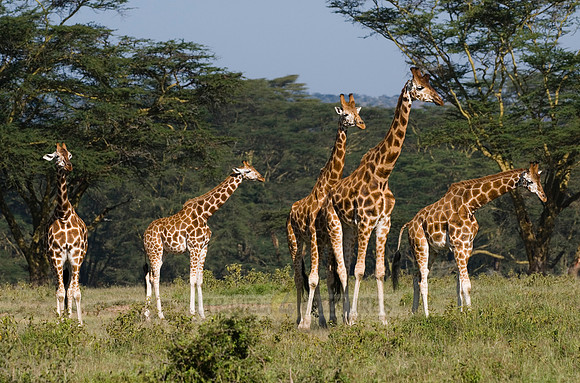 Rothschild giraffe, Giraffa camelopardalis rothschildi