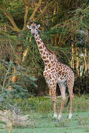 Masai giraffe