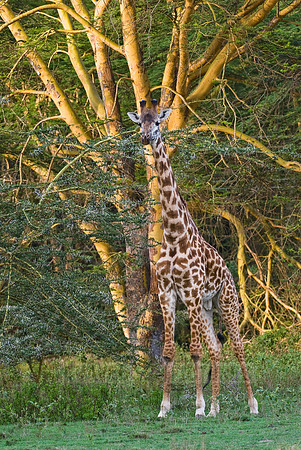 Masai giraffe