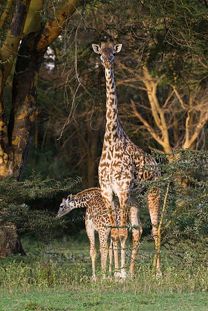 young Massai giraffe with mother