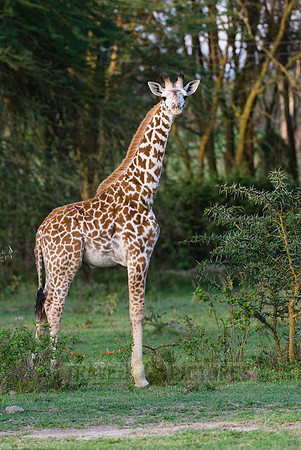 young Masai giraffe