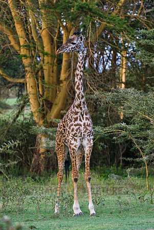 Masai giraffe