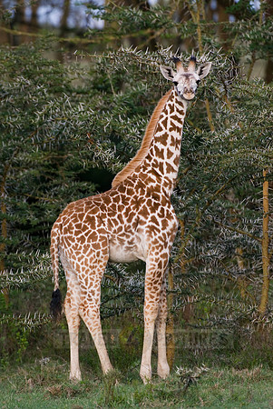 young Masai giraffe