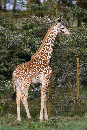 young Masai giraffe