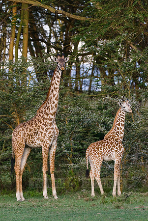 young Massai giraffe with mother