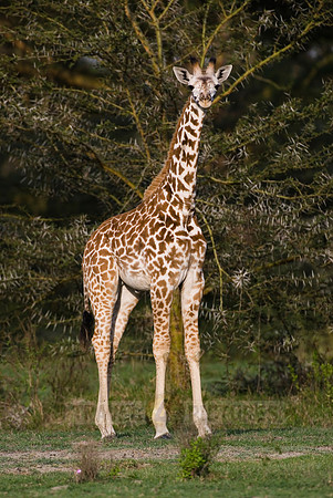 young Masai giraffe