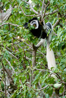 Black-and-white colobus, Colobus guereza