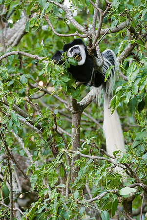 Black-and-white colobus, Colobus guereza