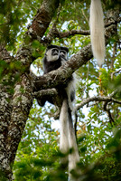 Black-and-white colobus, Colobus guereza