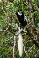 Black-and-white colobus, Colobus guereza