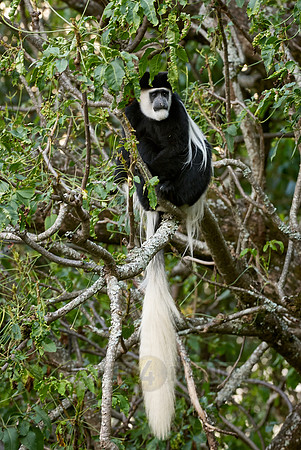 Black-and-white colobus, Colobus guereza