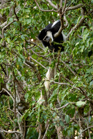 Black-and-white colobus, Colobus guereza