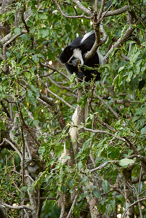 Black-and-white colobus, Colobus guereza