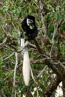 Black-and-white colobus, Colobus guereza