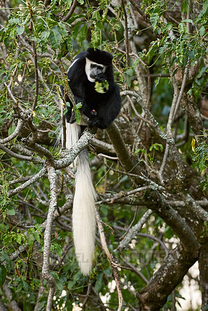Black-and-white colobus, Colobus guereza