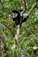 Black-and-white colobus, Colobus guereza