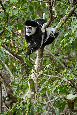 Black-and-white colobus, Colobus guereza