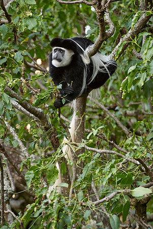 Black-and-white colobus, Colobus guereza