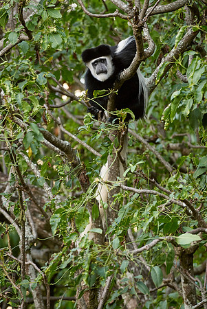 Black-and-white colobus, Colobus guereza