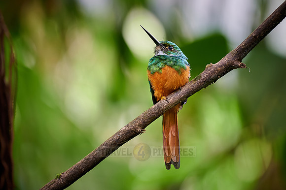 rufous-tailed jacamar (Galbula ruficauda)
