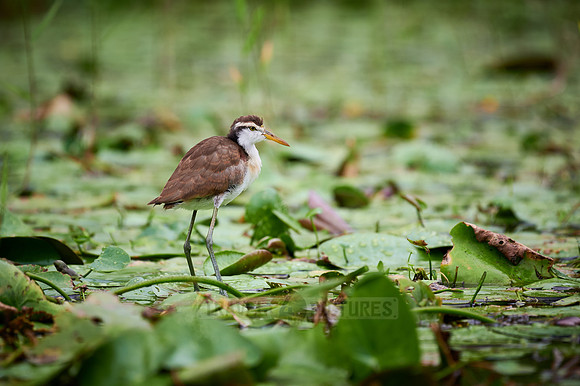 juvenile northern jacana or northern jaçana (Jacana spinosa)