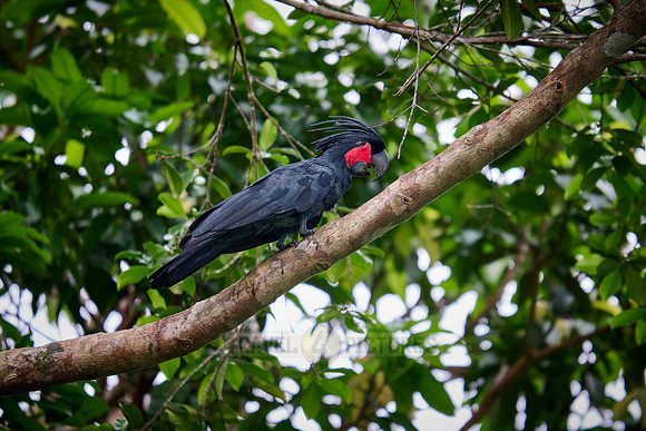 palm cockatoo (Probosciger aterrimus), also known as the goliath cockatoo or great black cockatoo