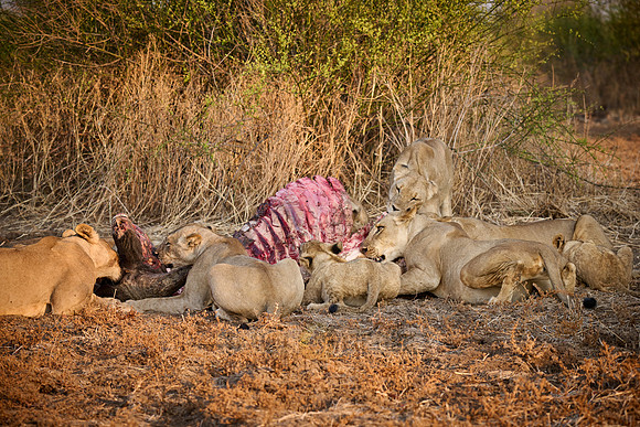 pride of lioness (Panthera leo) at buffalo kill