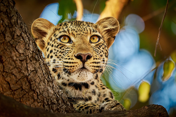 portrait of a young African leopard