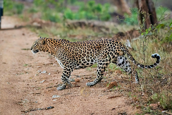 Indian leopard (Panthera pardus fusca)
