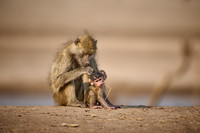 yellow baboon (Papio cynocephalus) with babys