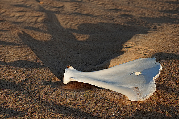 bones in desert landscape