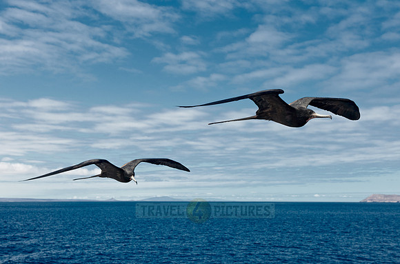 flying Frigatebird