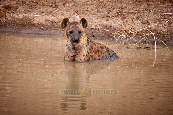 spotted hyena (Crocuta crocuta) taking a bath