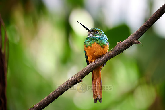 rufous-tailed jacamar (Galbula ruficauda)