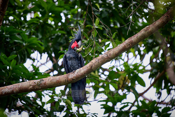 palm cockatoo (Probosciger aterrimus), also known as the goliath cockatoo or great black cockatoo