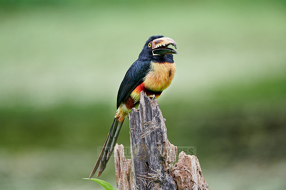 collared aracari (Pteroglossus torquatus)