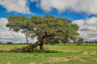 acacia tree in landscape
