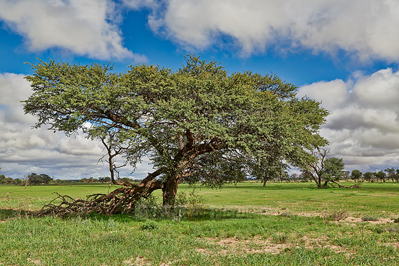 acacia tree in landscape