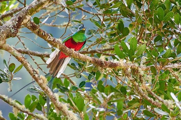 brightly colorful male Resplendent quetzal on a wild avocado tree