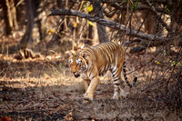 Bengal tiger (Panthera tigris tigris)