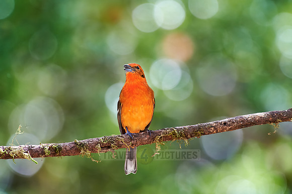 male Flame-colored Tanager (Piranga bidentata)